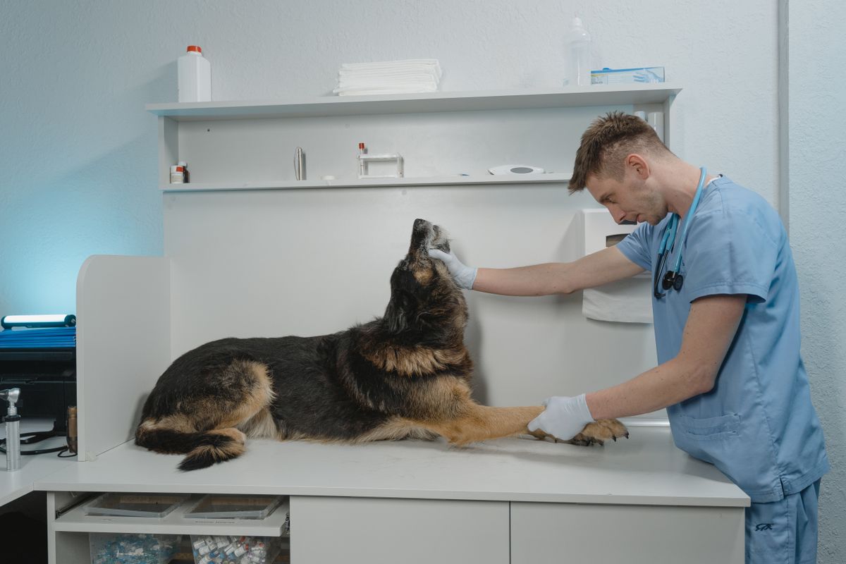 Veterinarian checking a German Shepherd during a routine clinic exam