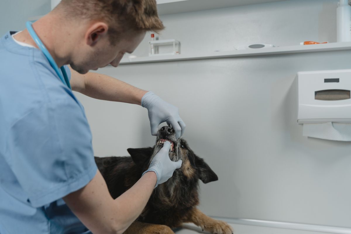 Close-up of a veterinarian examining a small dog's teeth during a dental check