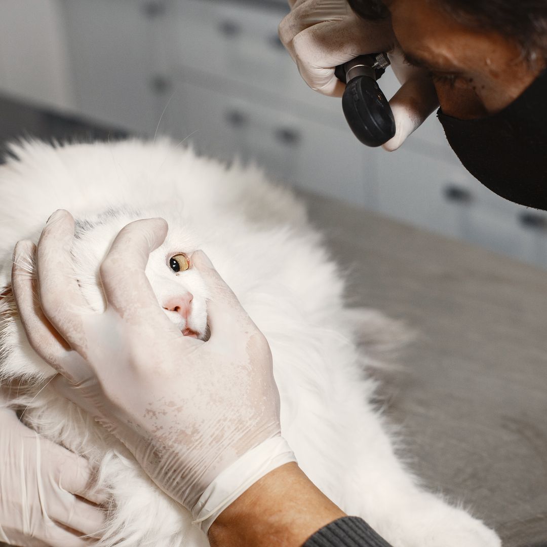 Veterinarian checking a white cat's eye in a clinic setting