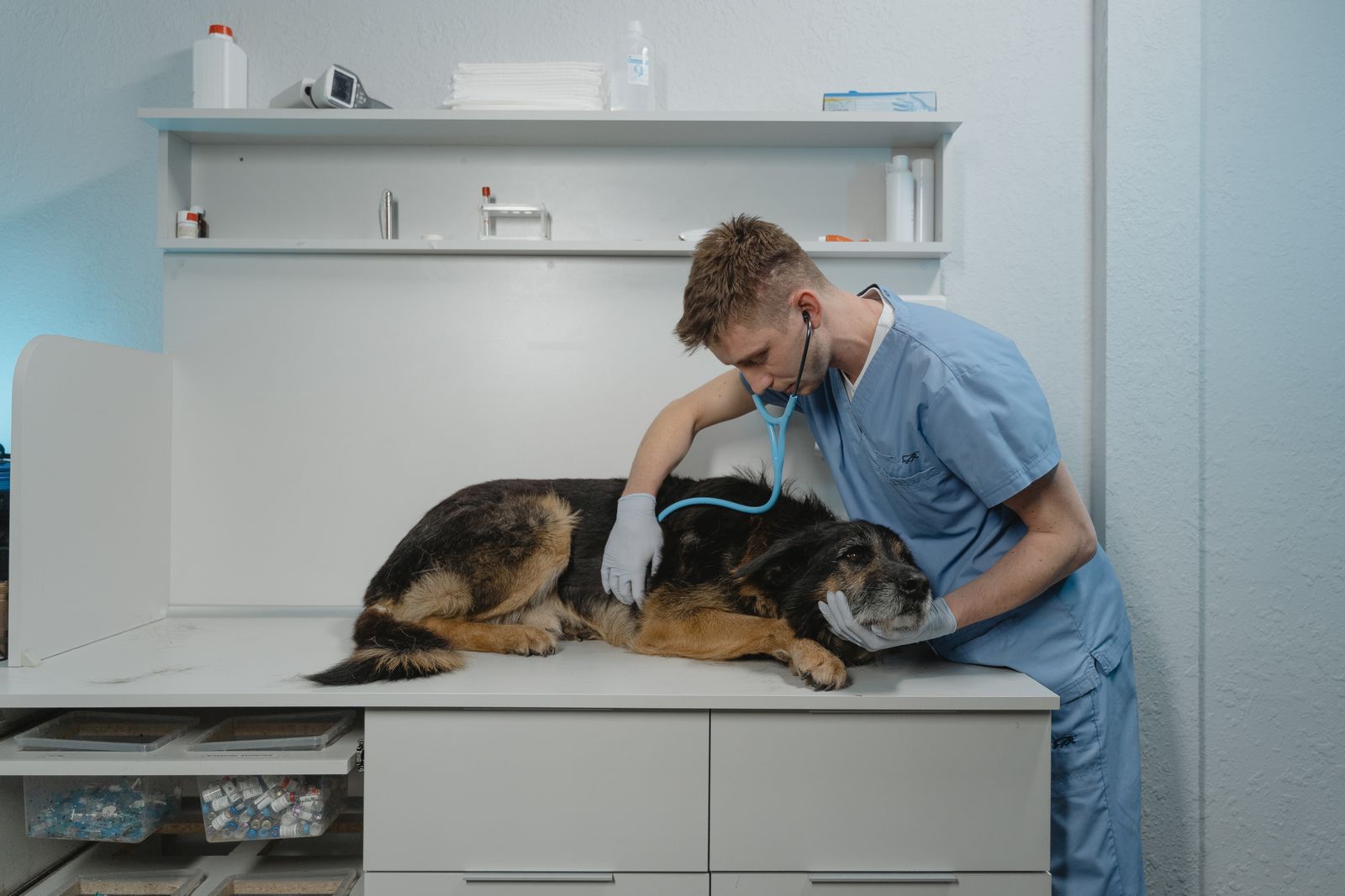 Is Pet Insurance Worth It? The 2026 Numbers Say It Depends on This
